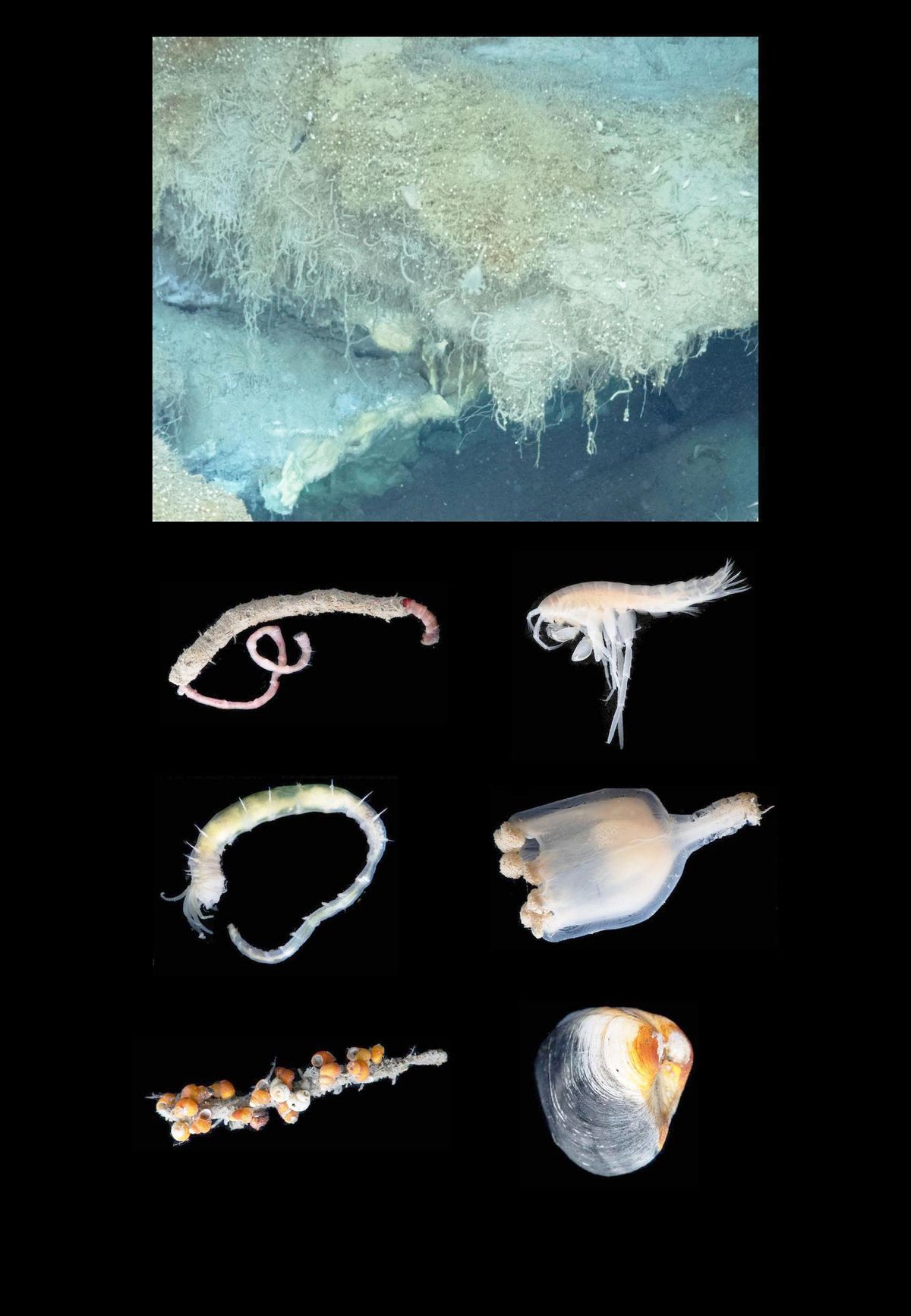 El descubrimiento indica que la vida se genera hasta en lugares completamente aislados.