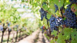 Microondas: una alternativa innovadora y ambiental para la producción de vinos