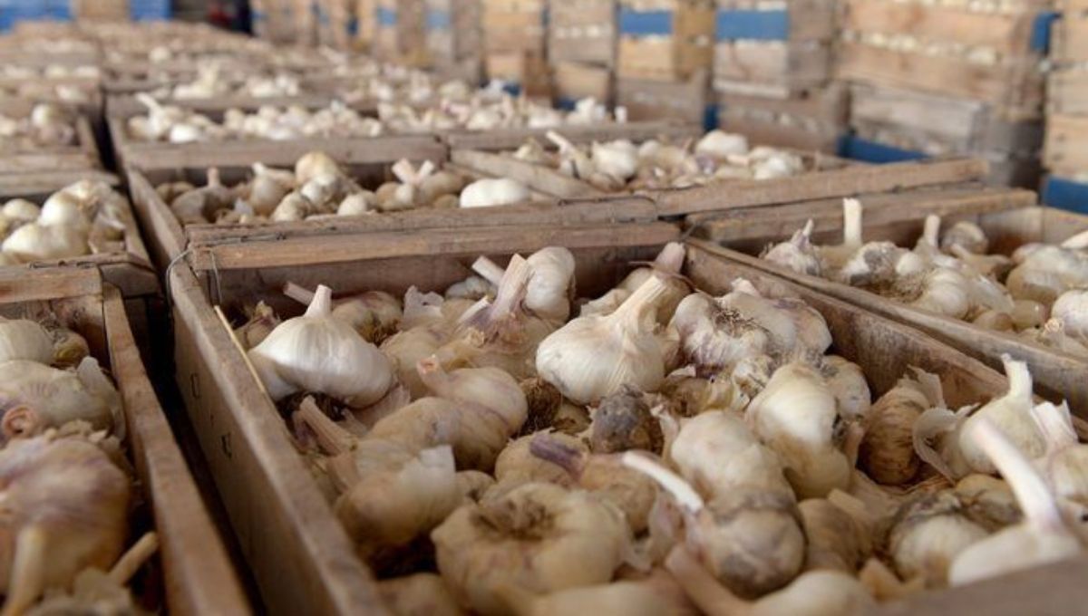 Bajo presión: el ajo mendocino, pilar de la agroindustria local, enfrenta una competencia desigual frente al avance de los precios de China en Brasil Bajo presión: el ajo mendocino, pilar de la agroindustria local, enfrenta una competencia desigual frente al avance de los precios de China en Brasil