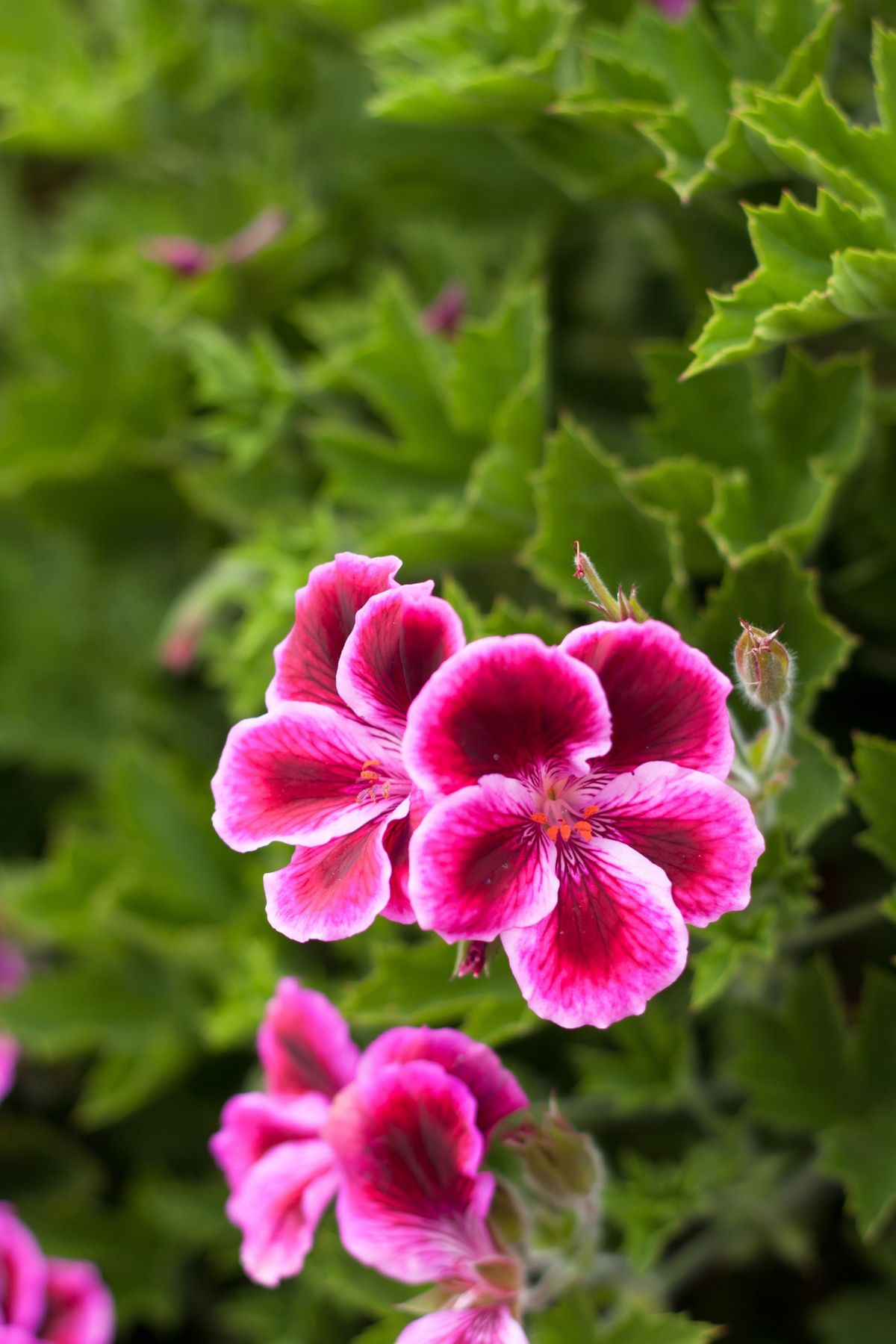 Los geranios, pertenecin a la familia Pelargonium. Imagen: Magnific. Los geranios, pertenecin a la familia Pelargonium. Imagen: Magnific.