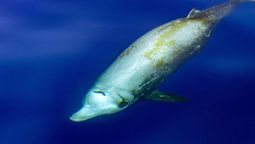 Descubrieron un ejemplar de ballena poco conocido en una playa de Argentina