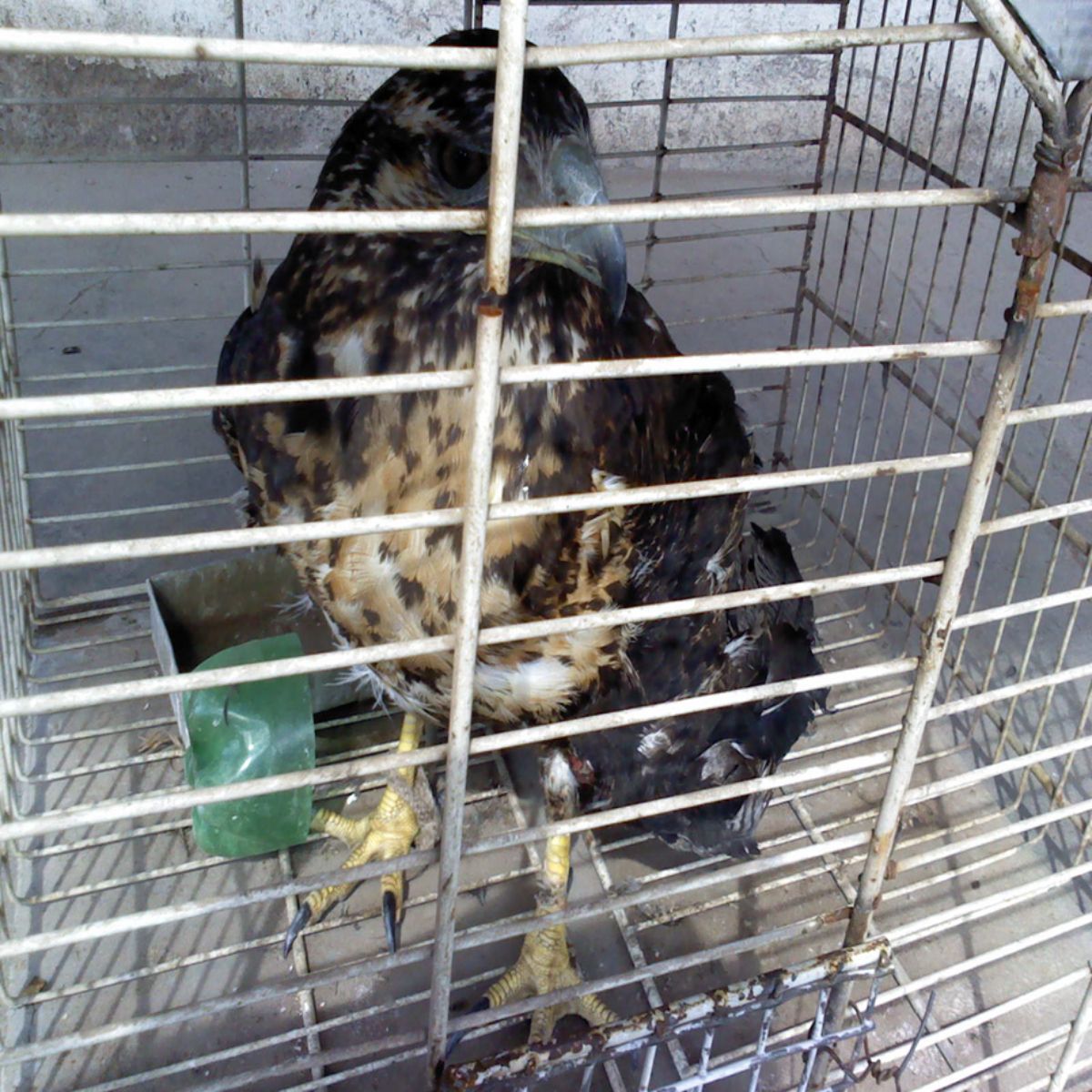 Especie en peligro. Otra ave recuperada por la Policía de Seguridad Rural, es un ejemplar de águila mora, capturada viva para su venta ilegal.