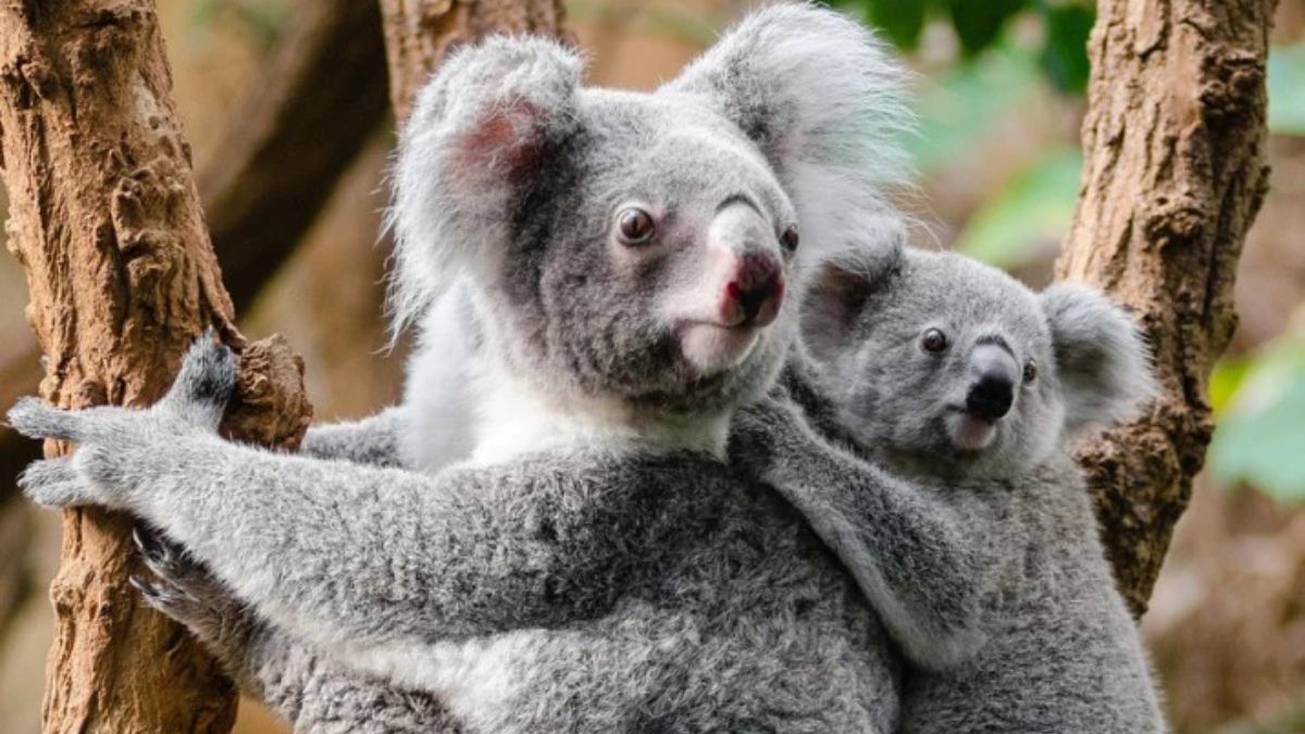 Koalas. (Foto: Pixabay) Koalas. (Foto: Pixabay) 