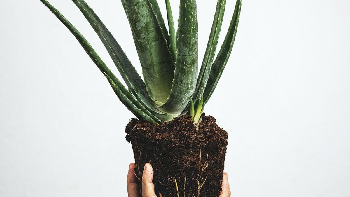 En qué momento trasplantar una planta de aloe vera a otra maceta, según expertos En qué momento trasplantar una planta de aloe vera a otra maceta, según expertos