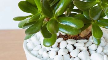 Árbol de jade: el sitio que la planta no debe ocupar en casa durante el verano Árbol de jade: el sitio que la planta no debe ocupar en casa durante el verano