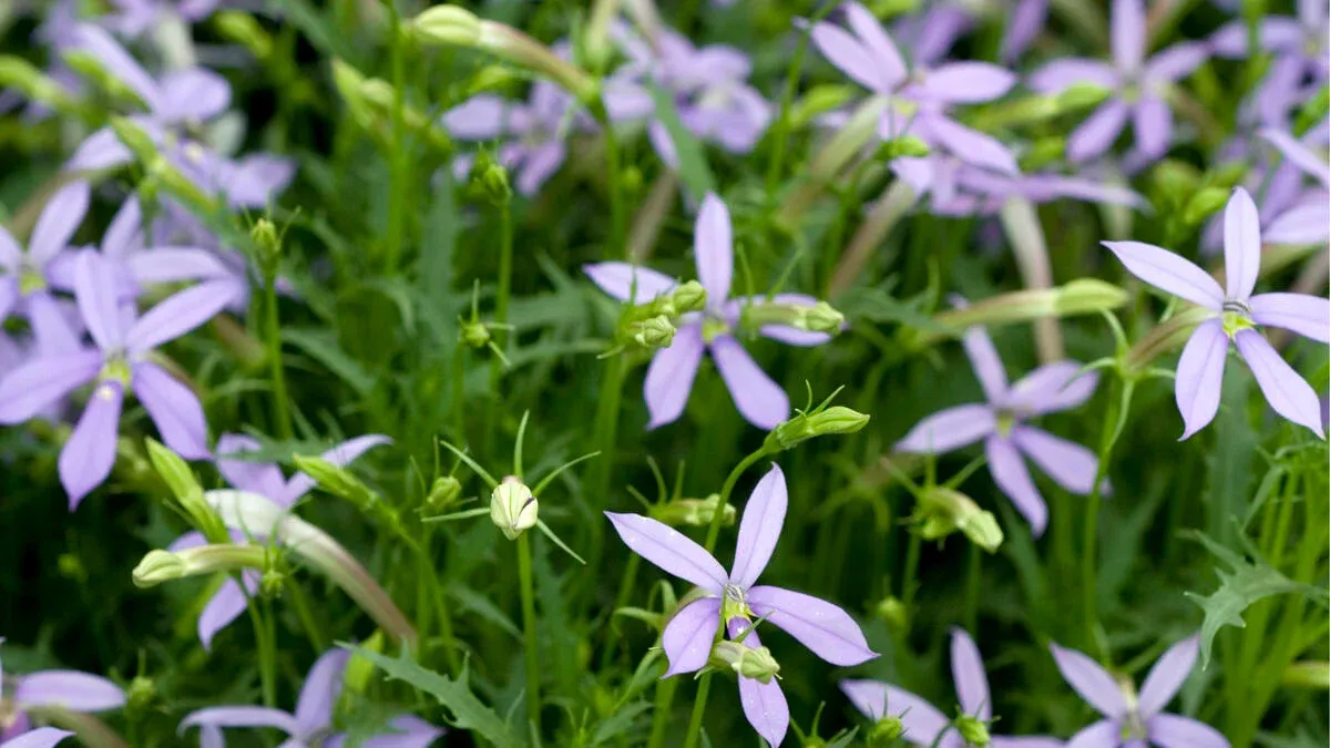 La planta que da flores delicadas y crece aún en los lugares con mucha sombra