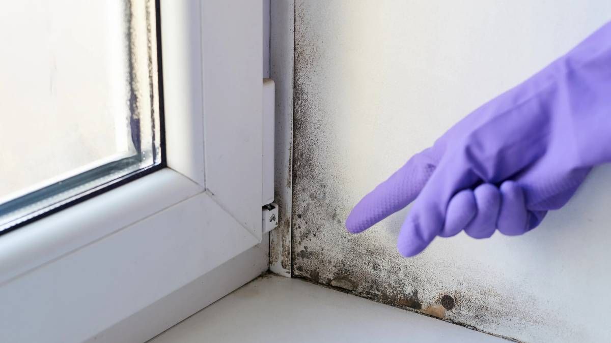 Dile adiós a las manchas de moho de las paredes con este truco casero de limpieza que será tu nuevo aliado. Dile adiós a las manchas de moho de las paredes con este truco casero de limpieza que será tu nuevo aliado.