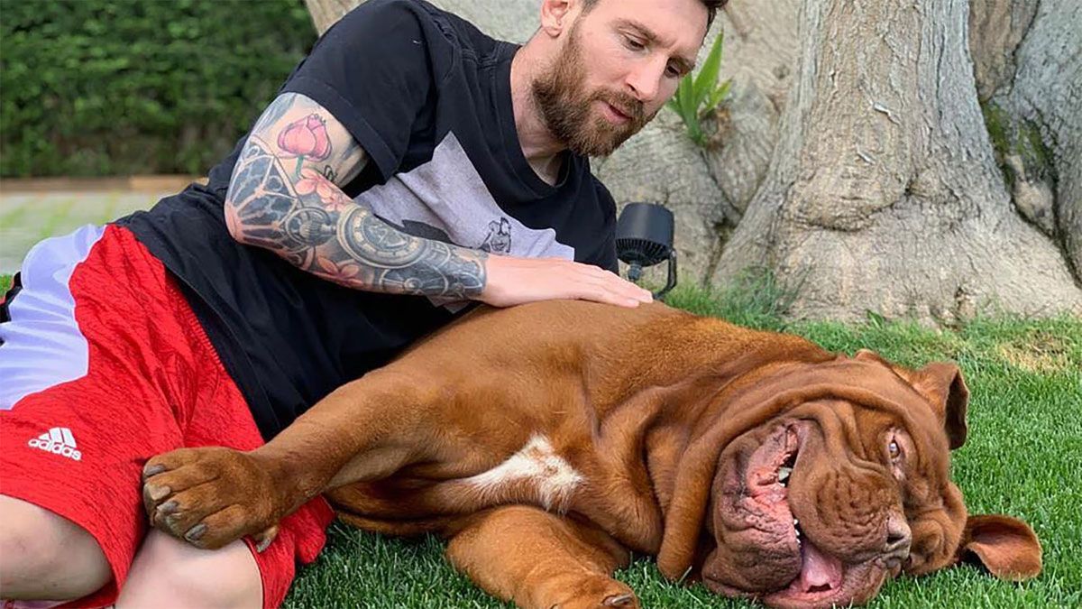 Lionel Messi y su perro Hulk, un dogo de Burdeos que tiene 7 años de edad.