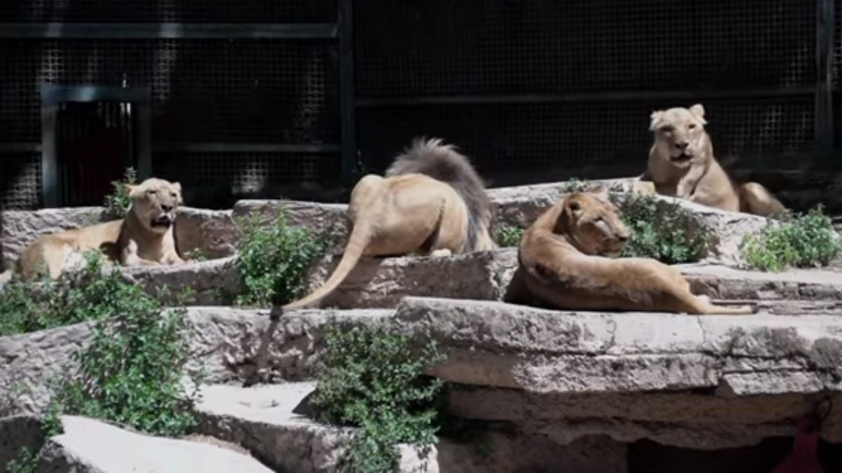 Cuatro leones del zoológico de Barcelona tienen Covid-19