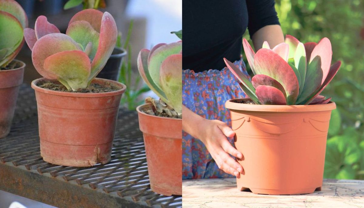 El Kalanchoe thyrsiflora prefiere lugares bien iluminados. El Kalanchoe thyrsiflora prefiere lugares bien iluminados.