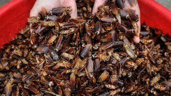 El próspero negocio de criar cucarachas