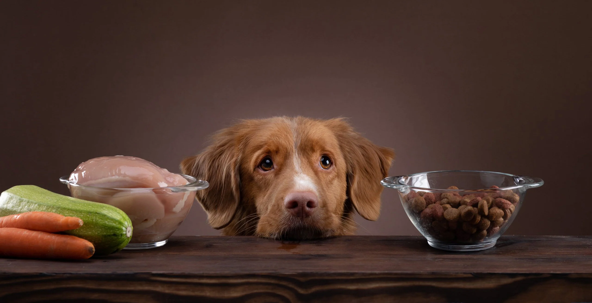 Qué comidas de humanos no puede comer mi perro Qué comidas de humanos no puede comer mi perro