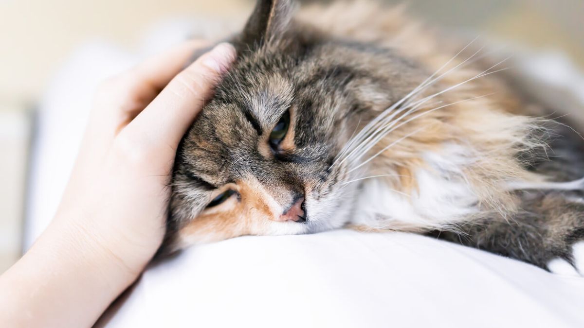 El cannabis medicinal podrá indicarse para todas las especies animales que presenten patologías susceptibles de este tipo de terapias. El cannabis medicinal podrá indicarse para todas las especies animales que presenten patologías susceptibles de este tipo de terapias.