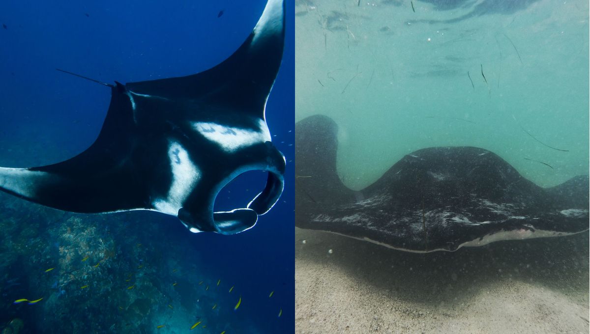 Dos animales de mar con muchas diferencias, pero que siempre confundimos. Dos animales de mar con muchas diferencias, pero que siempre confundimos. 