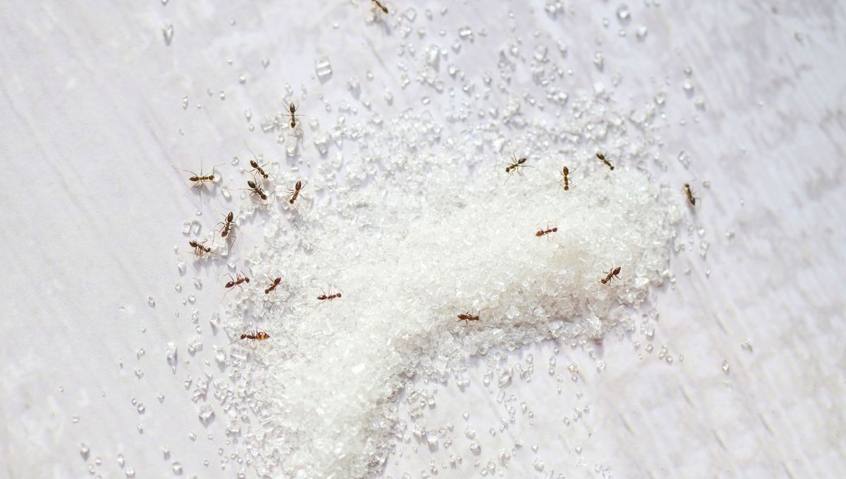 Retirar las hormigas una por una es una tarea aburrida y muy lenta. Retirar las hormigas una por una es una tarea aburrida y muy lenta. 