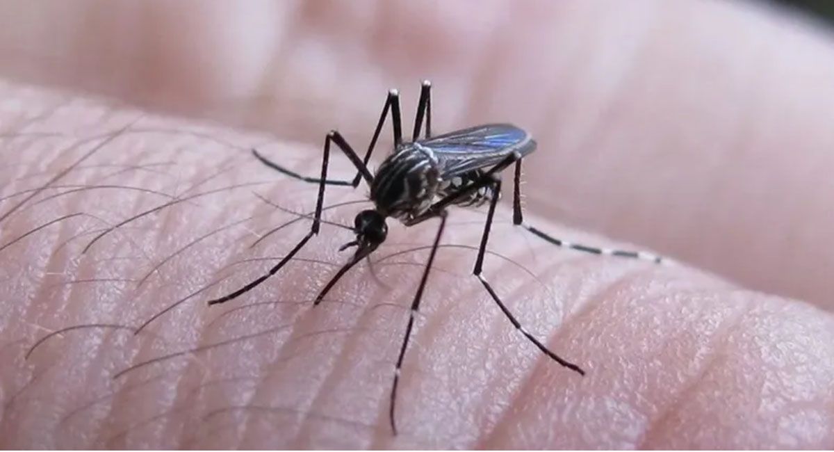 Dengue en Argentina: solo tres de cada diez personas está bien informada sobre la enfermedad