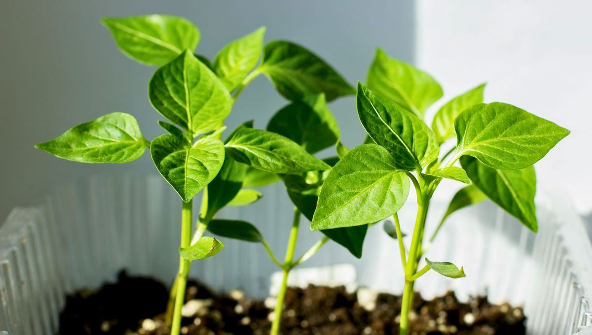 Lo mejor es germinar varias semillas, obtener varios brotes y tener mayores chances de plantas sanas Lo mejor es germinar varias semillas, obtener varios brotes y tener mayores chances de plantas sanas