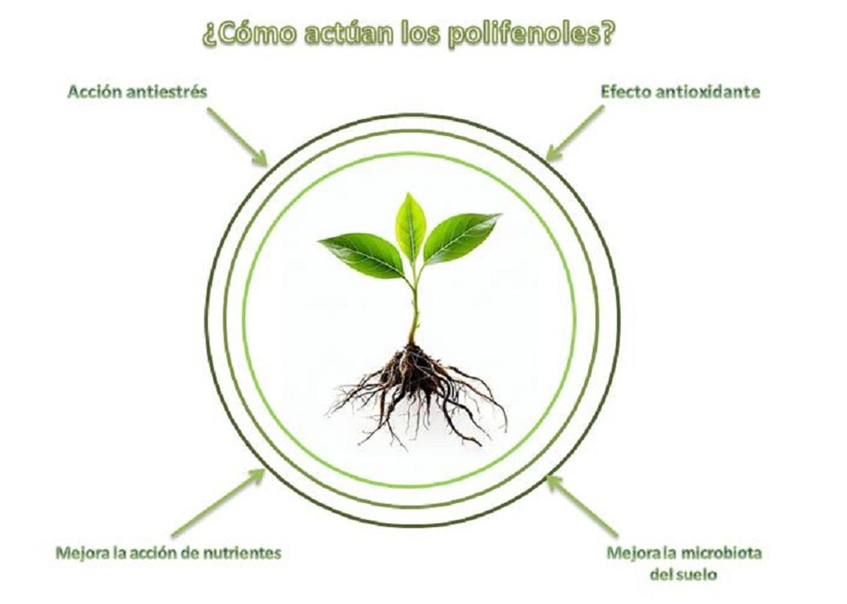  Esquema de acción de los polifenoles. Esquema de acción de los polifenoles.