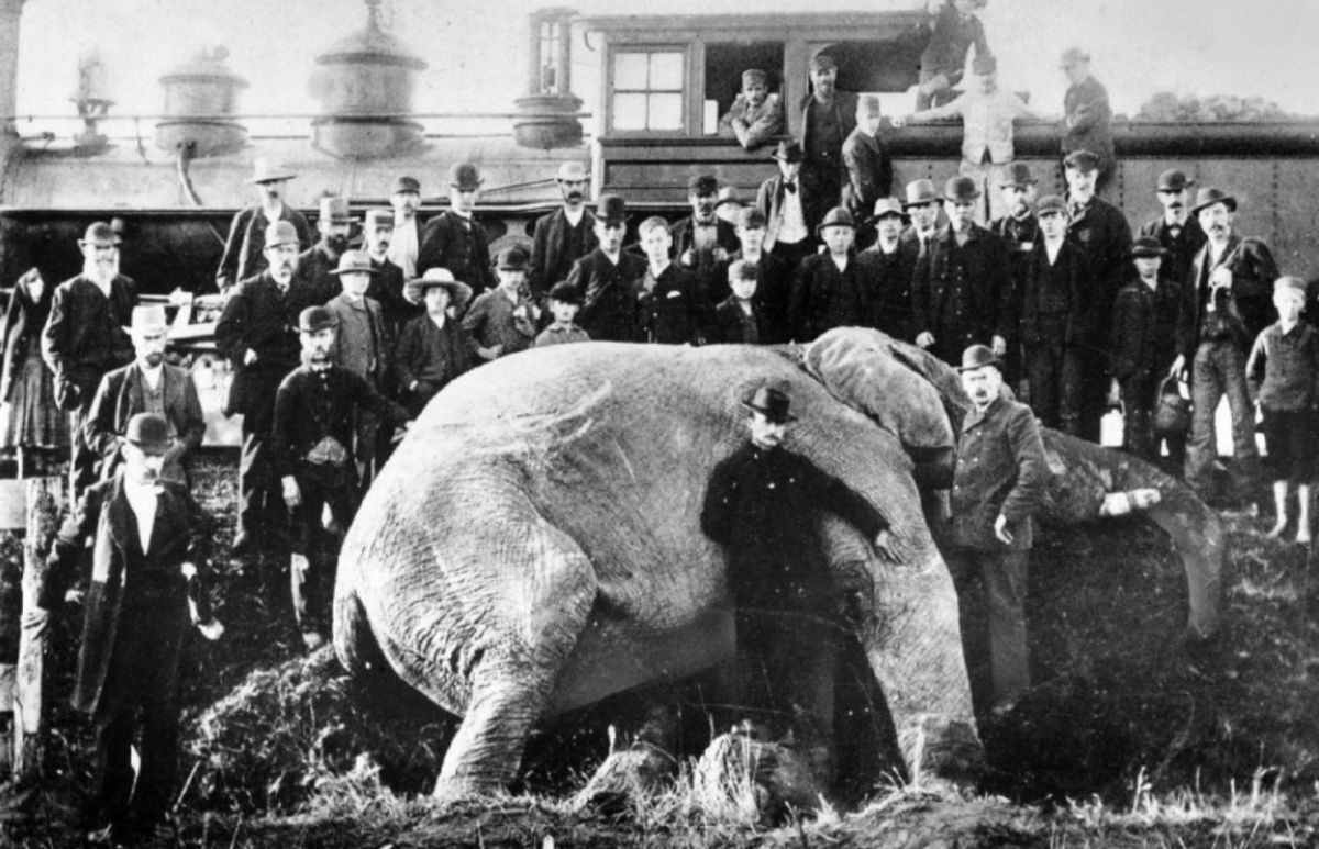 El elefante Jumbo que murió trágicamente en 1885. Inspiró la historia de Dumbo de Disney. Foto: gentileza&nbsp;