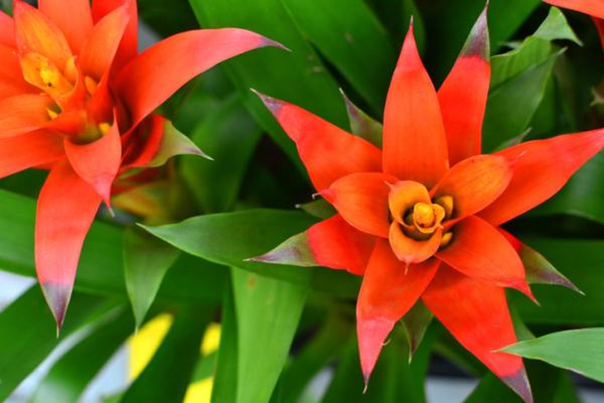 La guzmania florece una vez en la vida, por lo que hay que aprovechar el momento. La guzmania florece una vez en la vida, por lo que hay que aprovechar el momento.