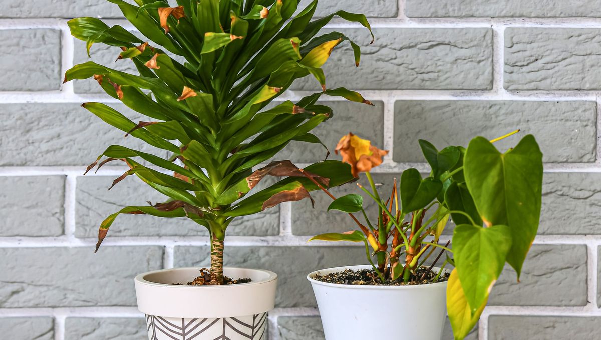 Cómo salvar a tus plantas de interior con ramas dobladas o rotas.