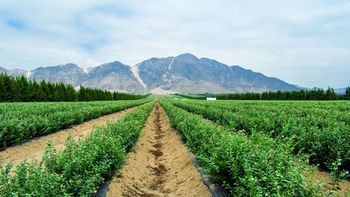 El país desértico de América del Sur que se convirtió en la principal proveedora de alimentos de Estados Unidos y China El país desértico de América del Sur que se convirtió en la principal proveedora de alimentos de Estados Unidos y China