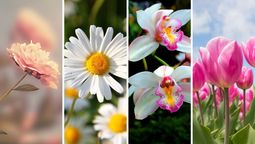 Test de personalidad: elige una flor y descubre que rasgo destaca en tu personalidad