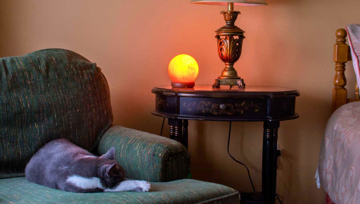 Lámpara de sal: si tienes una en casa, te contamos por qué debes mantener alejadas a tus mascotas de ella