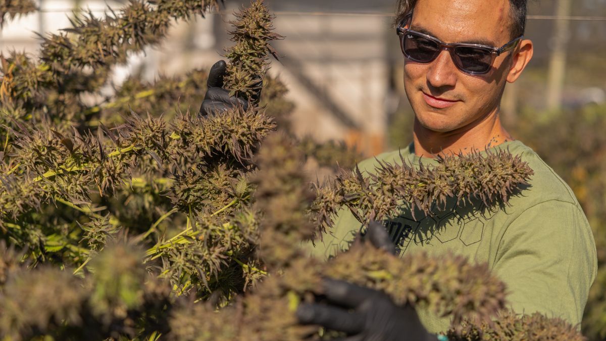 Guaymallén publicó los incentivos para empresas de producción de cannabis medicinal. Guaymallén publicó los incentivos para empresas de producción de cannabis medicinal.