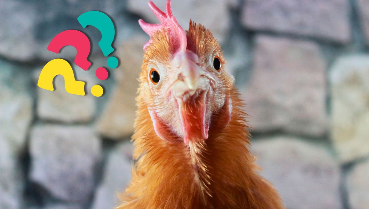 Los huevos de gallina son ricos en proteínas