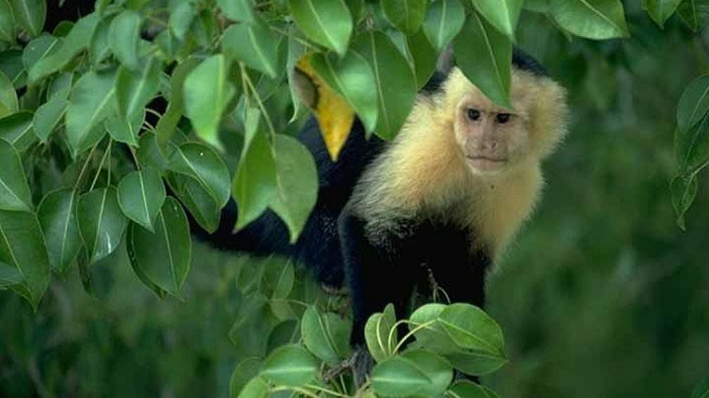 Buscan un mono en el Parque San Martín y negaron que se haya escapado del Zoo de Mendoza