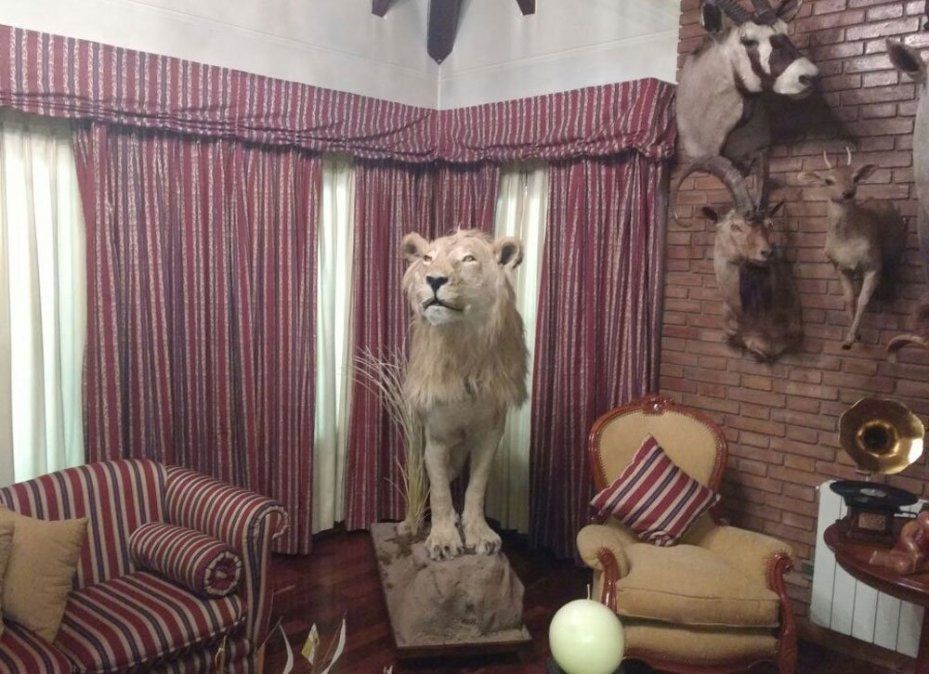Investigan a empresario que tiene trofeos de animales en su casa