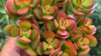 Cómo lograr que el árbol de jade tenga las hojas rojas en verano Cómo lograr que el árbol de jade tenga las hojas rojas en verano