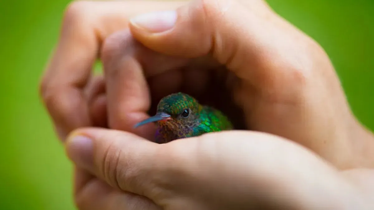 Respira profundo al saber qué significa que un colibrí se te acerque, según los antiguos Mayas. Respira profundo al saber qué significa que un colibrí se te acerque, según los antiguos Mayas.