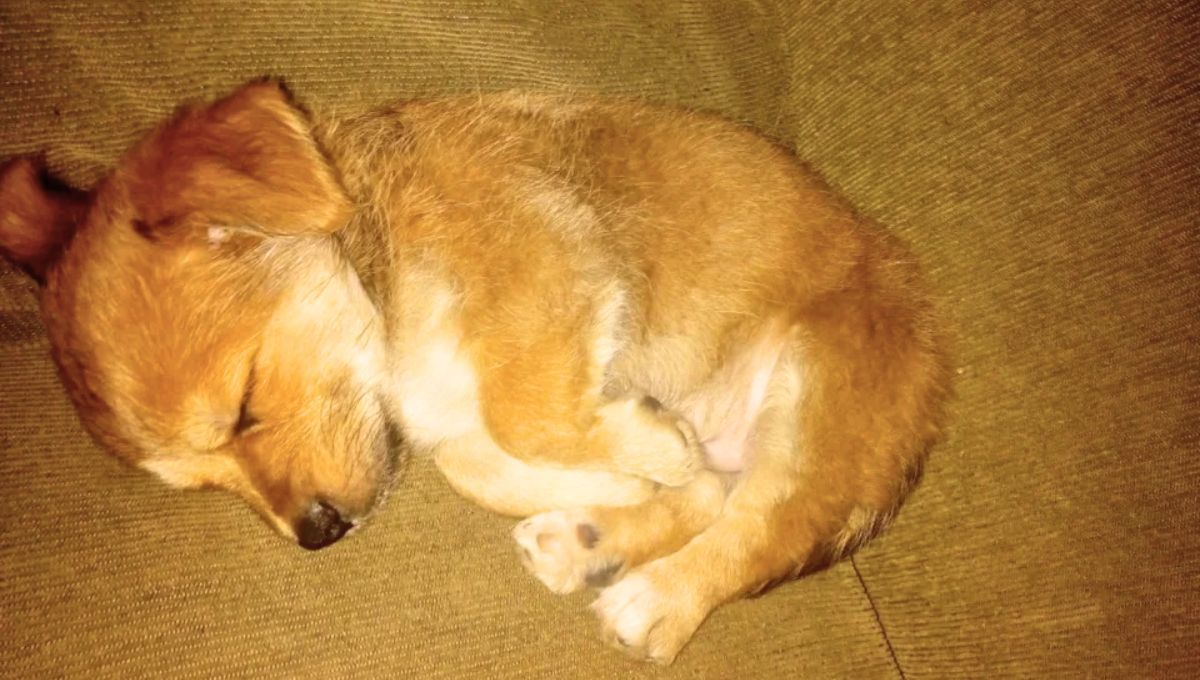Paco, el perro que murió en los festejos de Año Nuevo por los ruidos de la pirotecnia