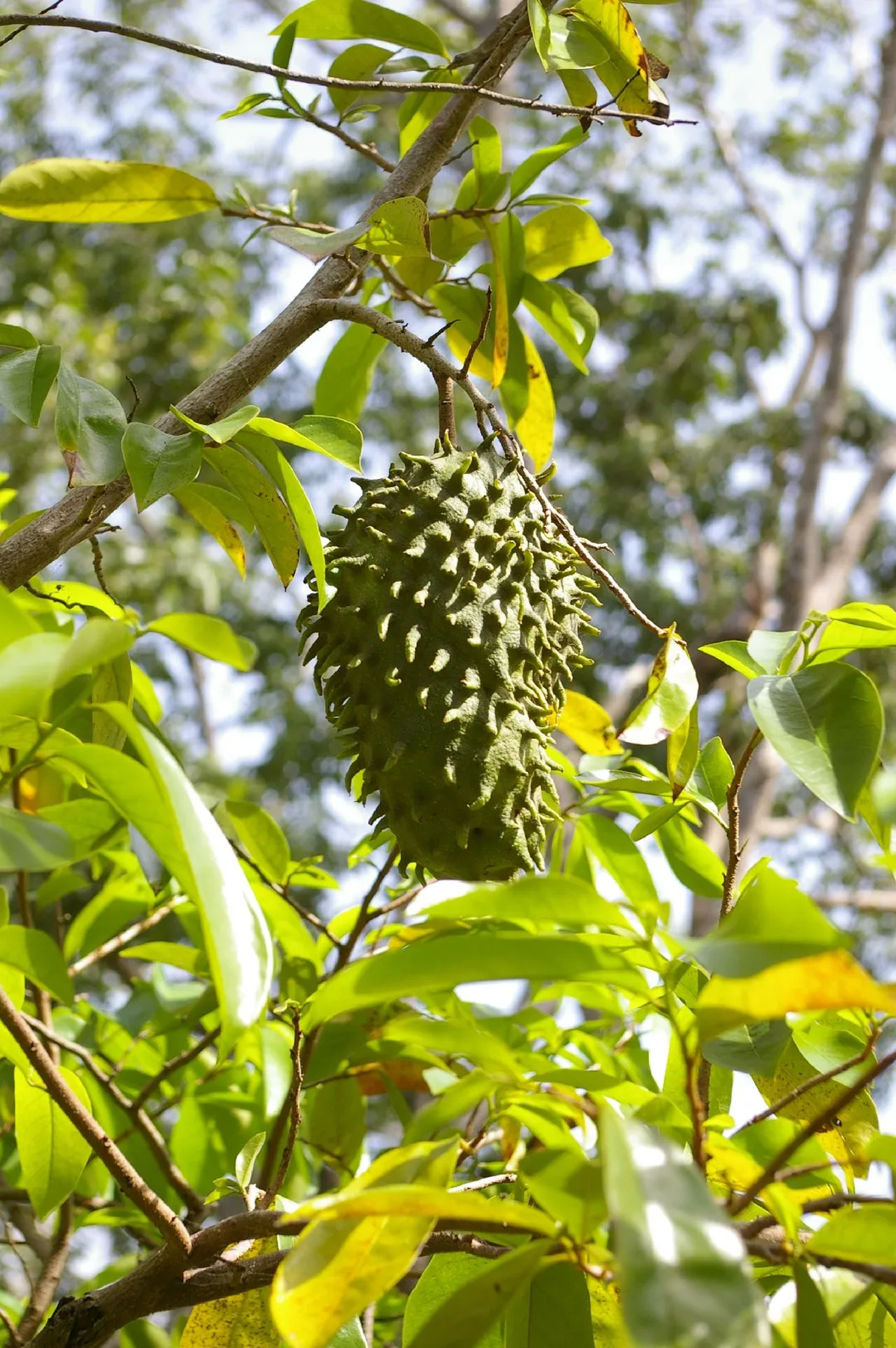 La Annona muricata crece en condiciones de pleno sol. Imagen: Pixabay La Annona muricata crece en condiciones de pleno sol. Imagen: Pixabay