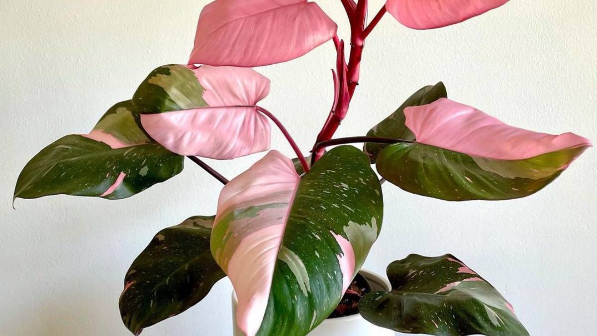 Filodendro, la planta de interior que es muy fácil de cuidar y es tendencia