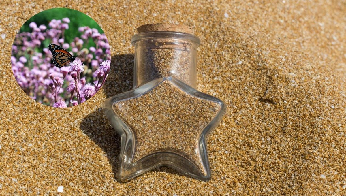 Cómo llenar de mariposas tu jardín usando un poco de arena: truco de atracción efectivo