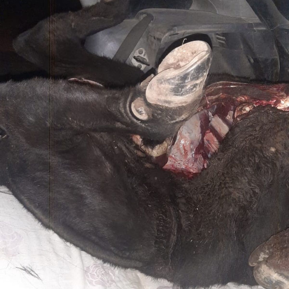 Los cuatreros dispusieron la parte trasera de un Ford Focus para trasladar el novillo faenado ilegalmente. Los cuatreros dispusieron la parte trasera de un Ford Focus para trasladar el novillo faenado ilegalmente.