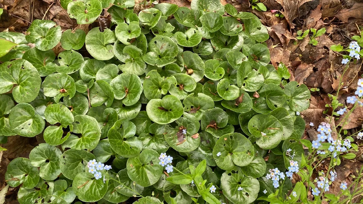 Descubren que una planta que era ideal para luchar contra el mal aliento ahora atrae insectos Descubren que una planta que era ideal para luchar contra el mal aliento ahora atrae insectos