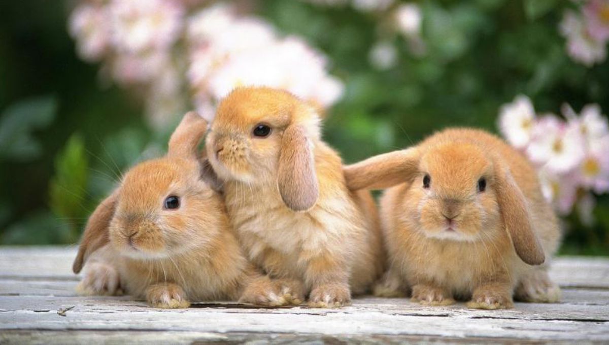 Cuál es el nombre que recibe la cria de un conejo