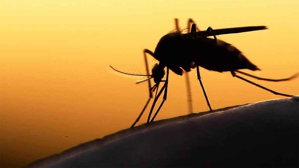 Ahora también hay alerta por casos de dengue 