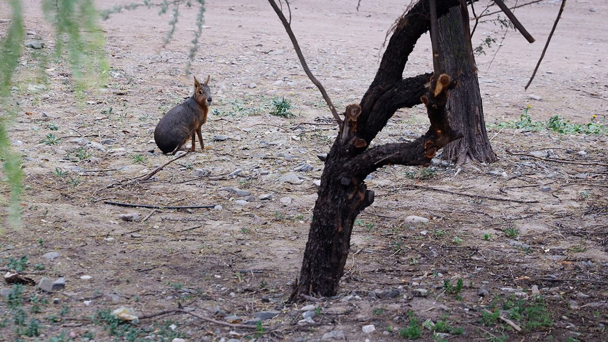 Según números oficiales, la cantidad de animales se redujo de más de 2.500 a 1.000 ejemplares. Según números oficiales, la cantidad de animales se redujo de más de 2.500 a 1.000 ejemplares.