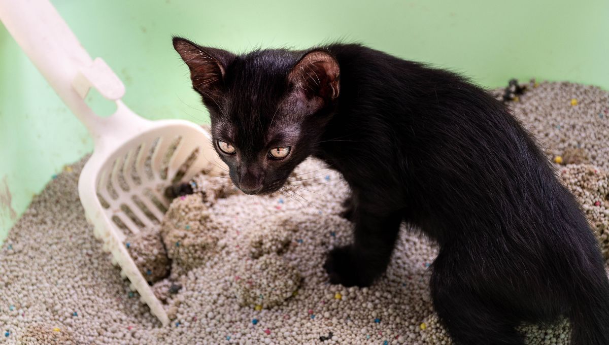 Cómo eliminar el olor a pis de gato de la casa y evitar que se impregne en los ambientes
