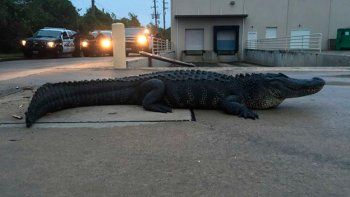 Encontraron un caimán en la vereda de un shopping de Houston