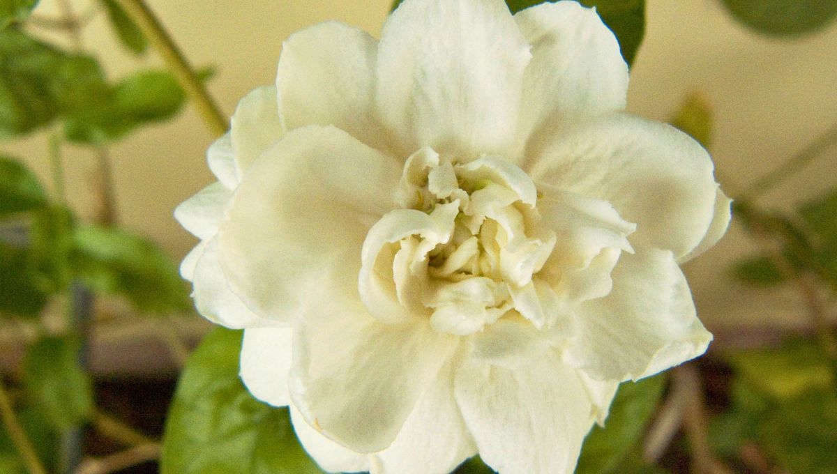 Las flores de jazm&iacute;n sambac abren de noche y cierran por la ma&ntilde;ana. Despiden su olor durante un lapso de 12 a 20 horas.