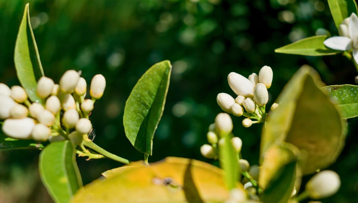 La flor de azahar, es la flor blanca de árboles como el limonero, el cedro o el naranjo. Aunque es conocida más comúnmente por ser la flor del naranjo. La flor de azahar, es la flor blanca de árboles como el limonero, el cedro o el naranjo. Aunque es conocida más comúnmente por ser la flor del naranjo.