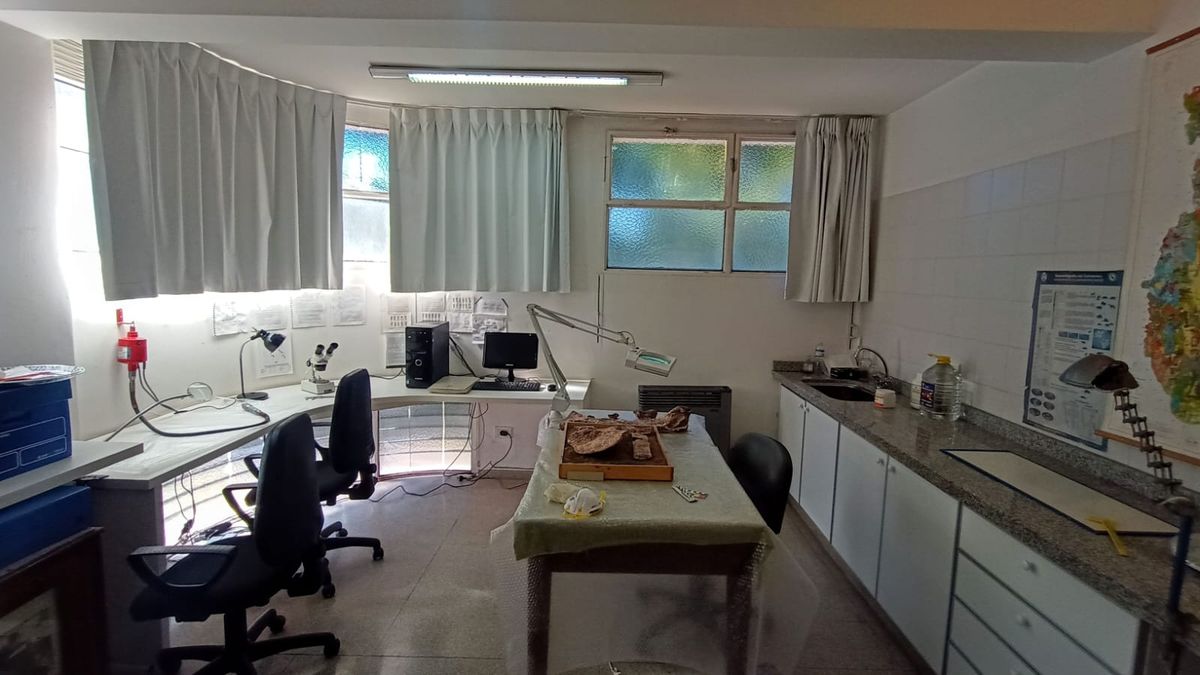 En el Laboratorio del Museo Juan Cornelio Moyano, ubicado en el Parque General San Martín, se realizan estas tareas de restauración del dinosaurio. En el Laboratorio del Museo Juan Cornelio Moyano, ubicado en el Parque General San Martín, se realizan estas tareas de restauración del dinosaurio.