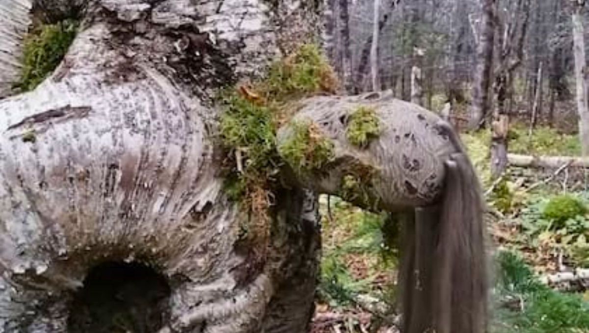 Esta leyenda sin duda es una de las más trágicas de Argentina, pero que está llena de misterio. Esta leyenda sin duda es una de las más trágicas de Argentina, pero que está llena de misterio.