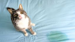 Paso a paso para eliminar el olor a pis de gato de la casa
